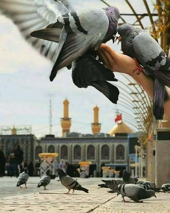 Imam Ali (PBUH) replied to the Birds Greeting