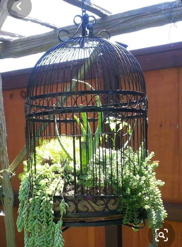 Hanging Birdcage Planters
