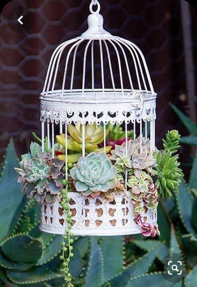 Birdcage With Plants