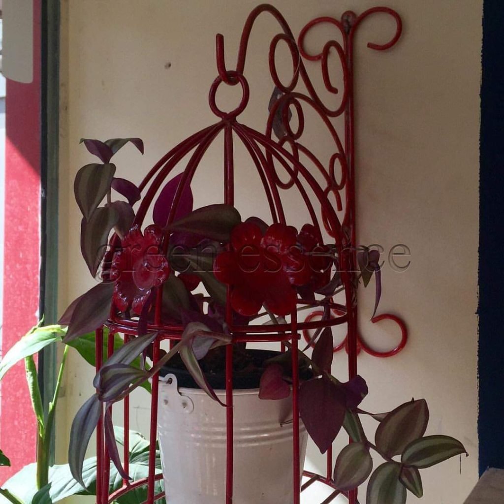 Birdcage With Plants