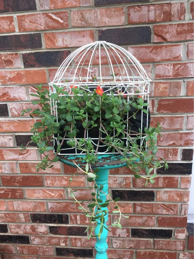 Birdcage With Plants