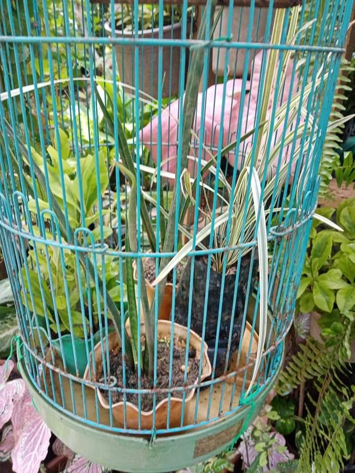 Birdcage With Plants