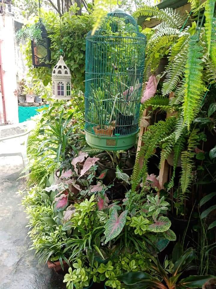 Birdcage With Plants