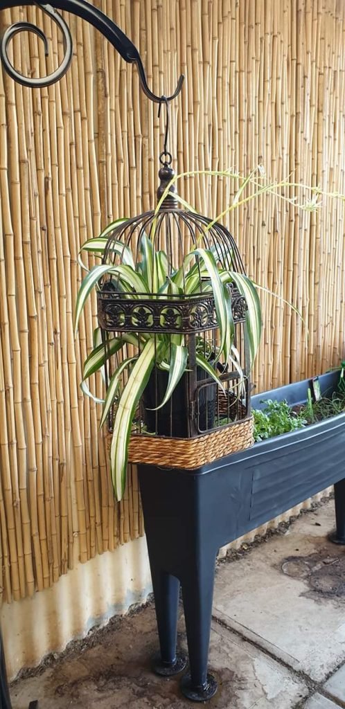 Birdcage With Plants